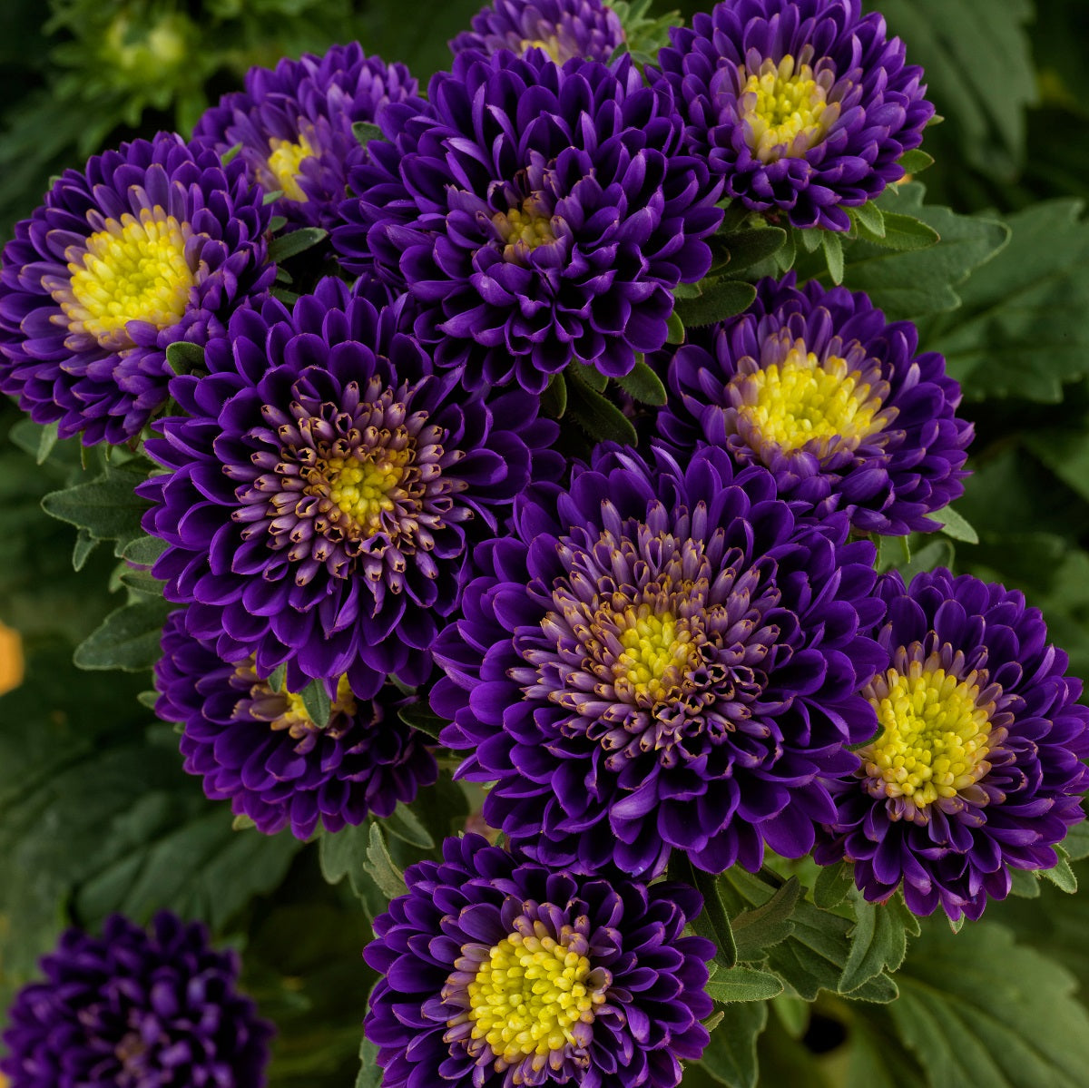 Aster Seeds Aster Matsumoto Blue 50 Aster Seeds Flower Seeds