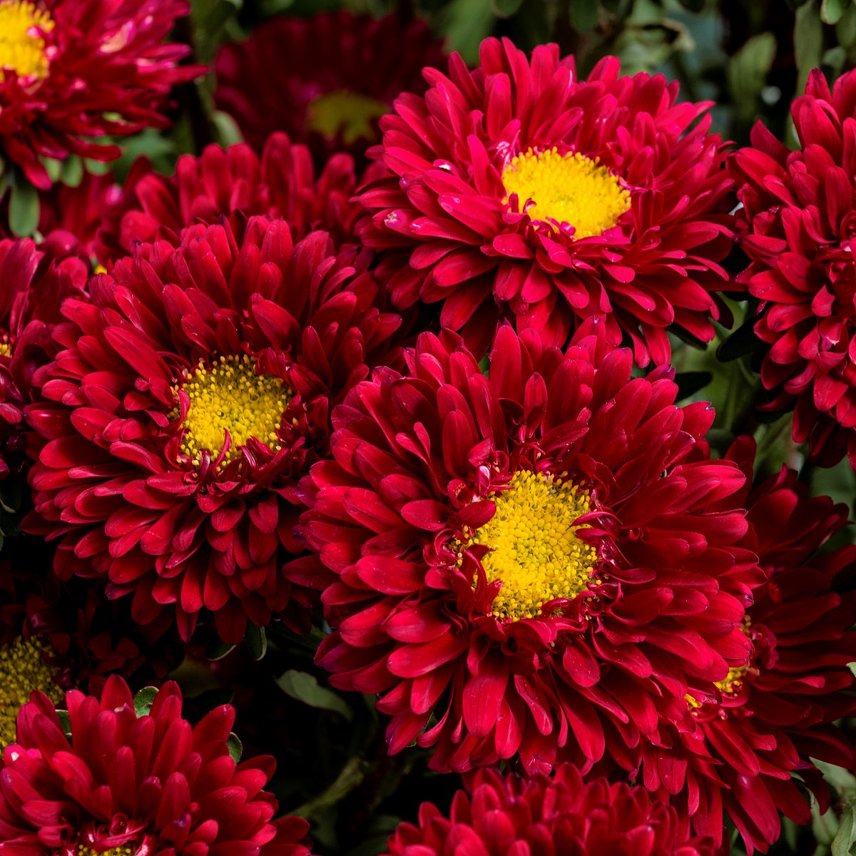 Aster Seeds Aster Matsumoto Scarlet 50 Aster Seeds Flower Seeds