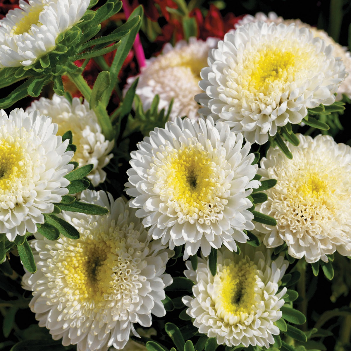 Aster Seeds Aster Matsumoto White 50 Aster Seeds Flower Seeds