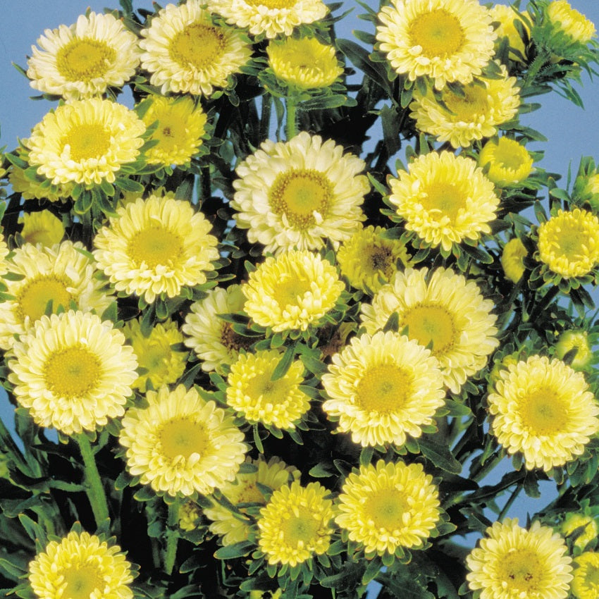 Aster Seeds Aster Matsumoto Yellow 50 Aster Seeds Flower Seeds