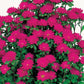 Aster Seeds Serenade Deep Rose 50 Seeds Cut Flower Seeds