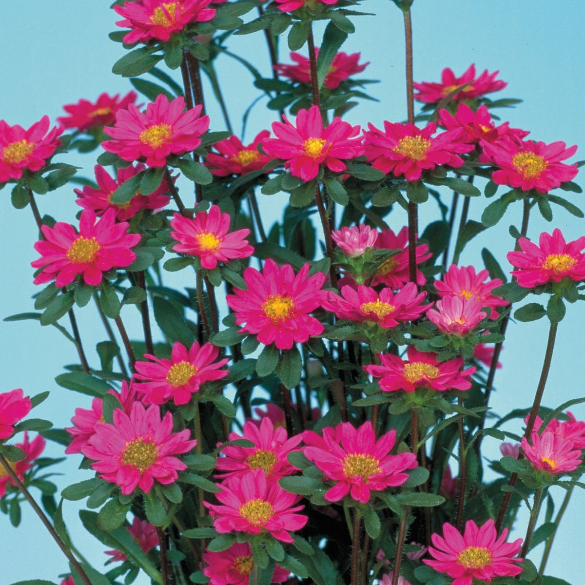 Aster Seeds Serenade Rose 50 Seeds Cut Flower Seeds