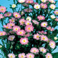 Aster Serenade Rose And White 50 Seeds Cut Flower Seeds