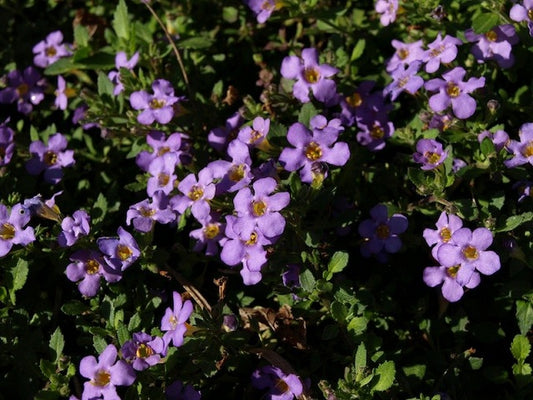 Bulk Bacopa Seeds 1,000 Multi Pelleted Bacopa Bluetopia