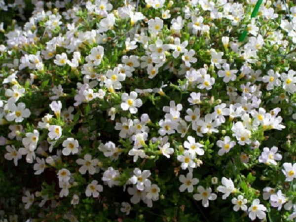 Bulk Bacopa Seeds 1,000 Multi Pelleted Bacopa Snowtopia