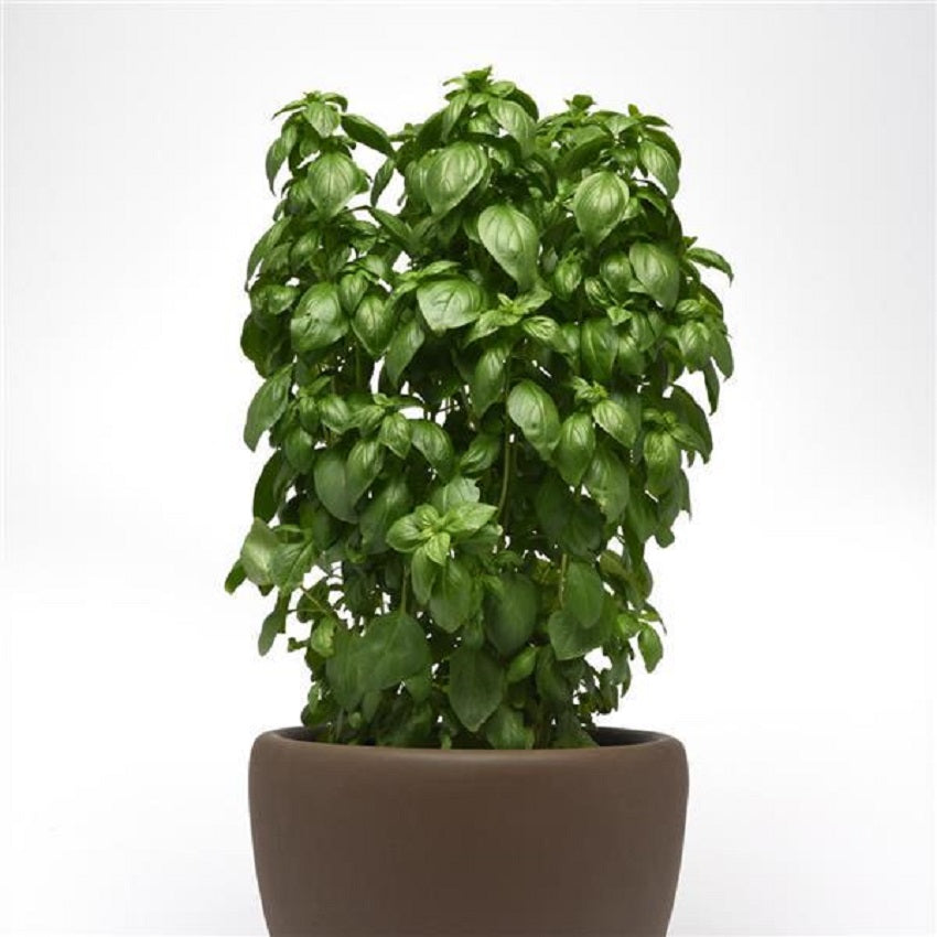 Basil Seeds 50 Basil Everleaf Emerald Tower Herb Seeds