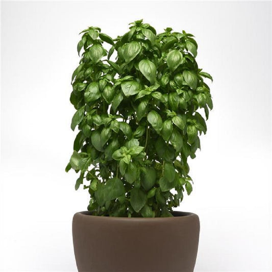 Basil Seeds 50 Basil Everleaf Emerald Tower Herb Seeds