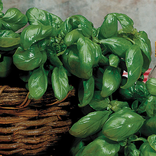 Italian Large Leaf Basil Seeds 250 thru 5,000 Herb Seeds