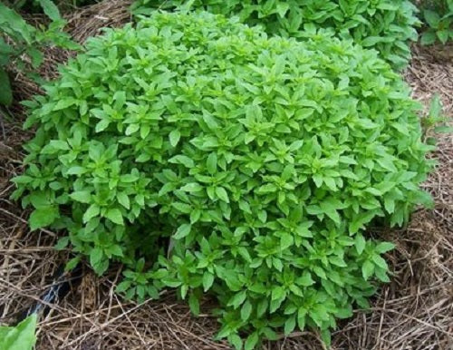 Dwarf Greek Basil Seeds Spicy Globe 100 thru 2,000 Herb Seeds