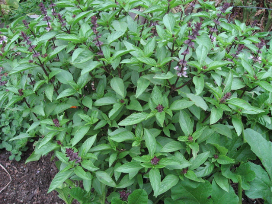 Thai Basil Seeds 250 thru 5,000 Seeds Heirloom Seeds Herb Seeds