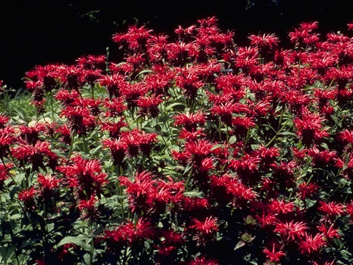 50 Perennial Seed Bee Balm Seeds Monarda Panorama Red Shades