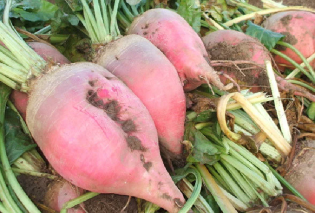 Mangel Beet Seeds Fodder Beets 250 Seeds Heirloom Beet