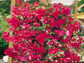 15 Pelleted Begonia Seeds Illumination Rose Trailing Begonia