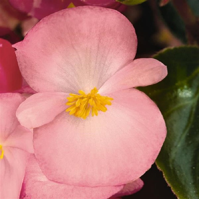 Big Begonia Pink Green Leaf 15 Pelleted Seeds Begonia Seeds