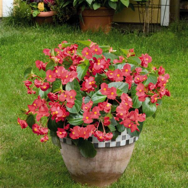 Big Begonia Rose 15 Pelleted Seeds Begonia Seeds