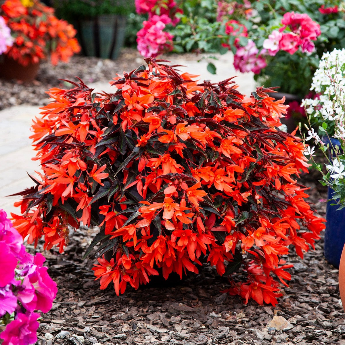 Bossa Nova Night Fever Papaya Begonia Seeds