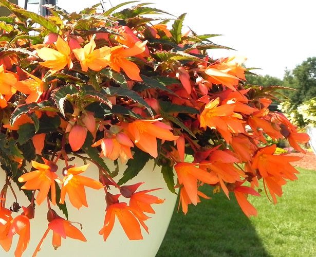 Bossa Nova Orange Begonia Seeds 15 thru 100 Pelleted Seeds