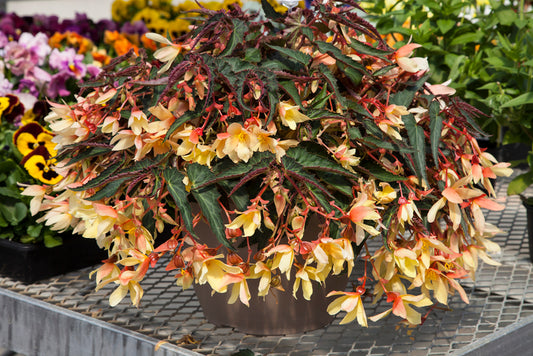 Begonia Bossa Nova Yellow Begonia Seeds 15 thru 100 Pelleted Seeds