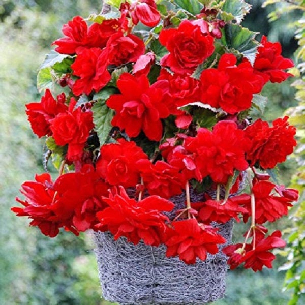 Pelleted Begonia Seeds Cascade Beauty Scarlet 15 thru 100 Seeds