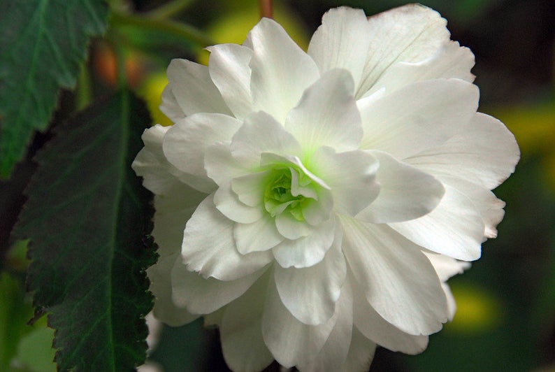 Pelleted Begonia Seeds Cascade Beauty White 15 thru 100 Seeds