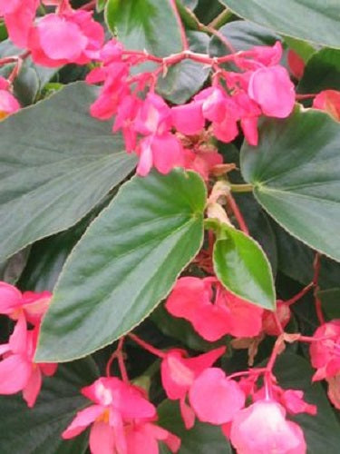 Begonia Seeds Dragon Wing Pink 15 thru 200 Pelleted Begonias Seeds