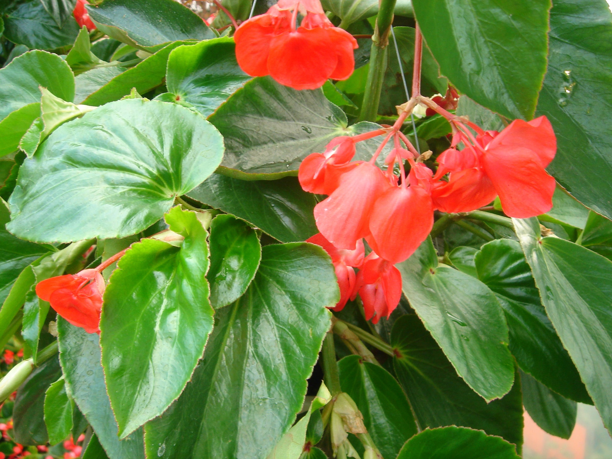 Dragon Wing Red Begonia Seeds 15 Pelleted Seed