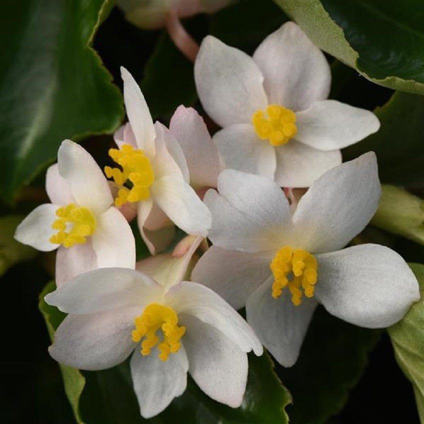 Begonia Seeds Dragon Wing White 15 Pelleted Seeds