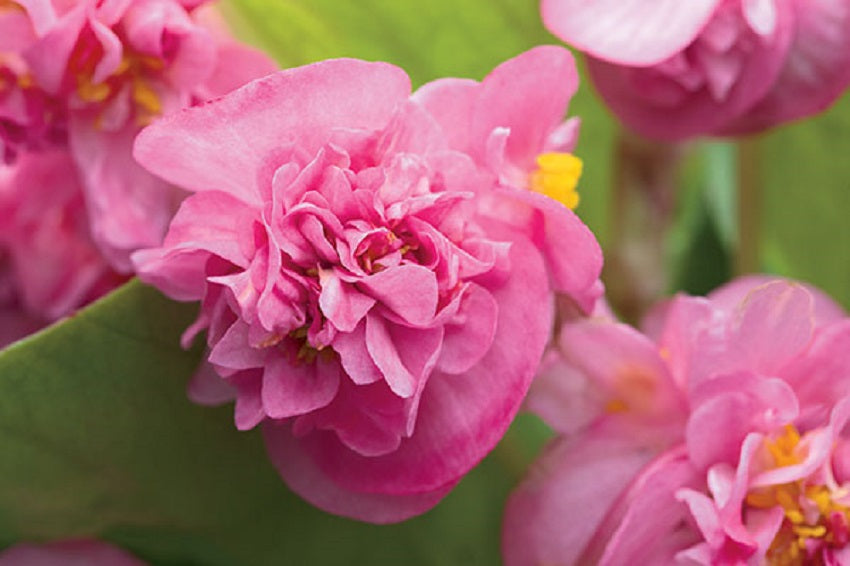 Begonia Fiona Pink 50 Pelleted Begonia Seeds