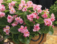 Begonia Seeds Begonias Fiona Pink 25 Pelleted Seeds