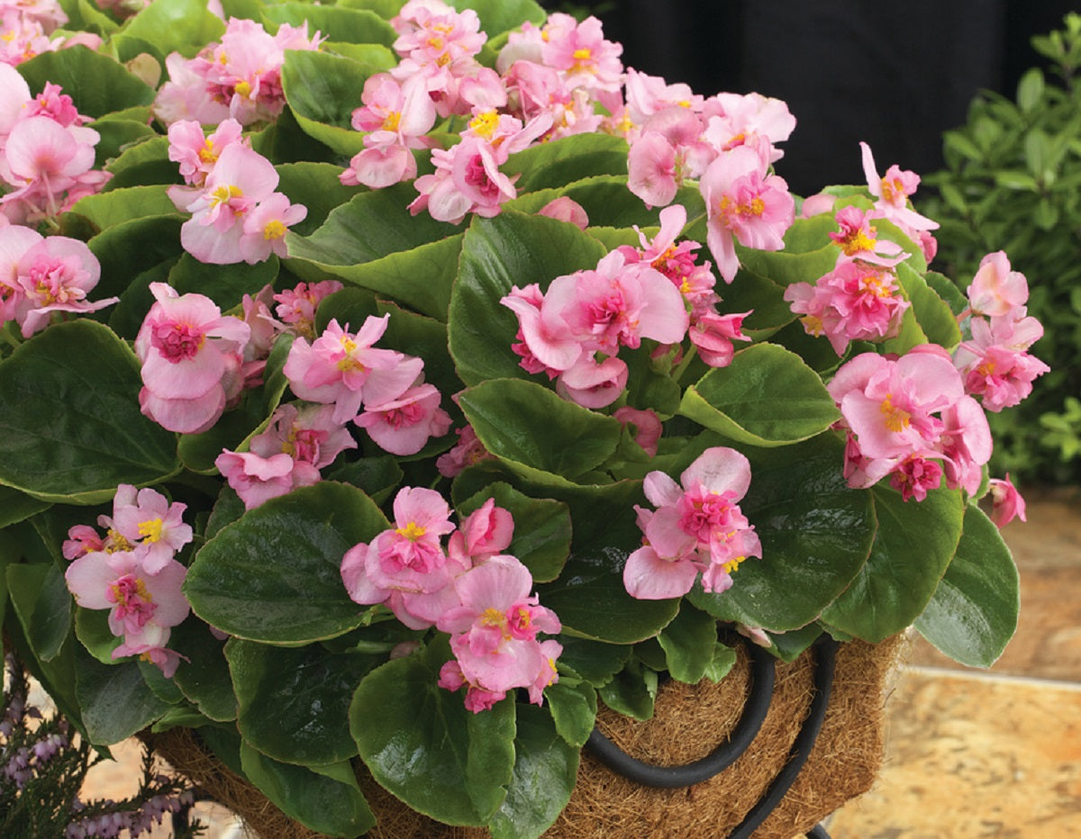 Begonia Fiona Pink 50 Pelleted Begonia Seeds