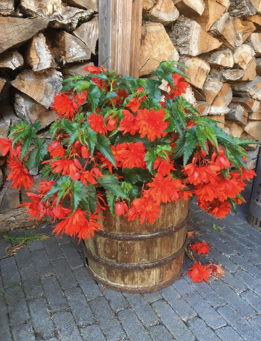 Begonia Funky Orange Begonia Seeds Great Trailing Begonia 15 thru 100 Pelleted Seeds