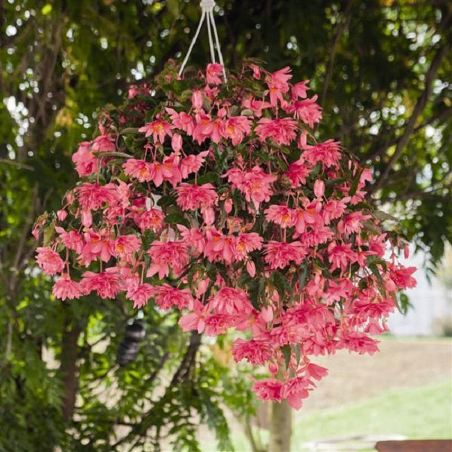 Funky Pink Begonia Seeds 15 thru 100 Seeds Great Trailing Begonia