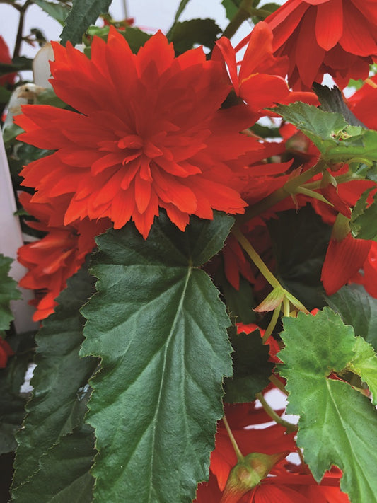 Begonia Seeds Funky Scarlet Semi Trailing Begonia 15 Pelleted Seeds