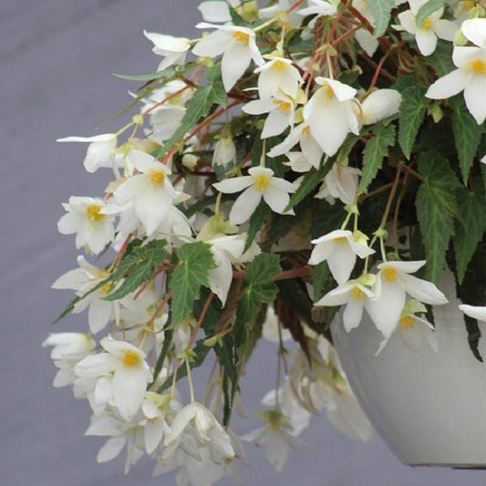 Begonia Seeds Funky White Semi Trailing Begonia 15 Pelleted Seeds