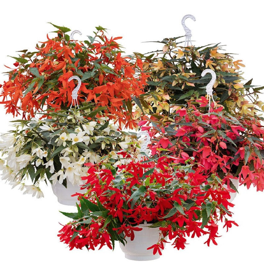 100 Begonia Groovy Mix Seeds Trailing Begonia Seeds Pelleted Seeds