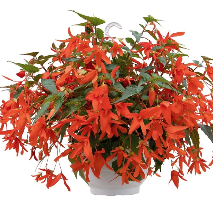 15 Pelleted Begonia Seeds Begonia Groovy Orange Trailing Begonia