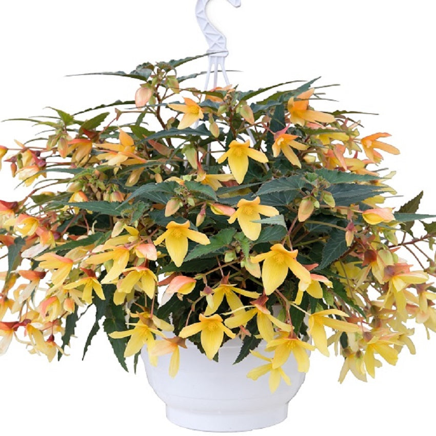 15 Pelleted Begonia Seeds Begonia Groovy Mellow Yellow Trailing Begonia