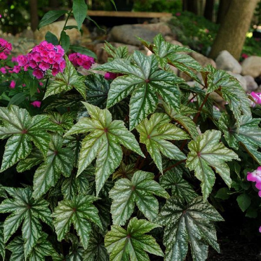 Gryphon Begonia White 15 thru 250 Pelleted Begonia Seeds