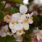 Begonia Seeds Begonia Hula Blush 50 Pelleted Seeds