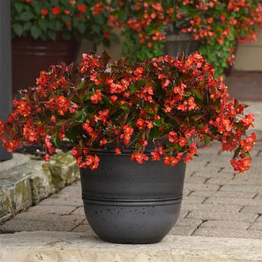 Begonia Seeds Hula Red 15 Pelleted Seeds Flower Seeds