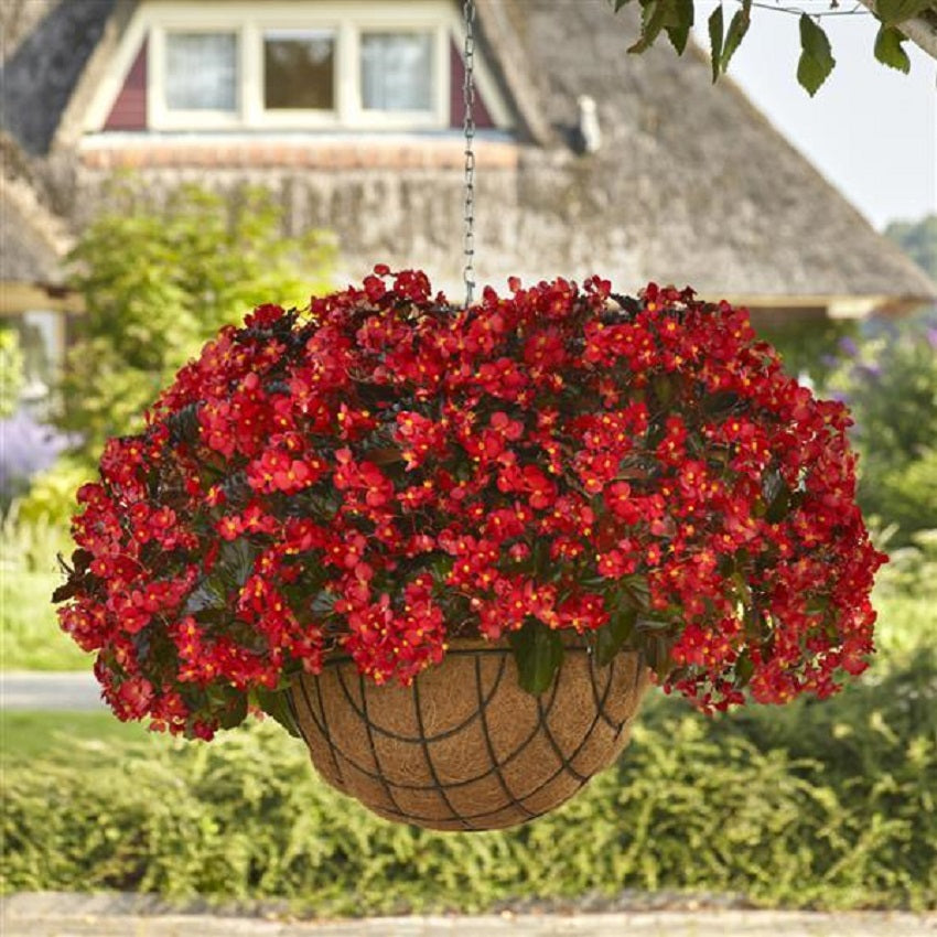 Begonia Seeds Hula Red 15 Pelleted Seeds Flower Seeds