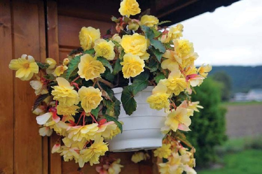 15 Pelleted Begonia Seeds Illumination Lemon Trailing Begonia