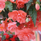 15 Pelleted Begonia Seeds Illumination Salmon Pink Trailing Begonia