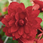 15 Pelleted Begonia Seeds Illumination Scarlet Trailing Begonia