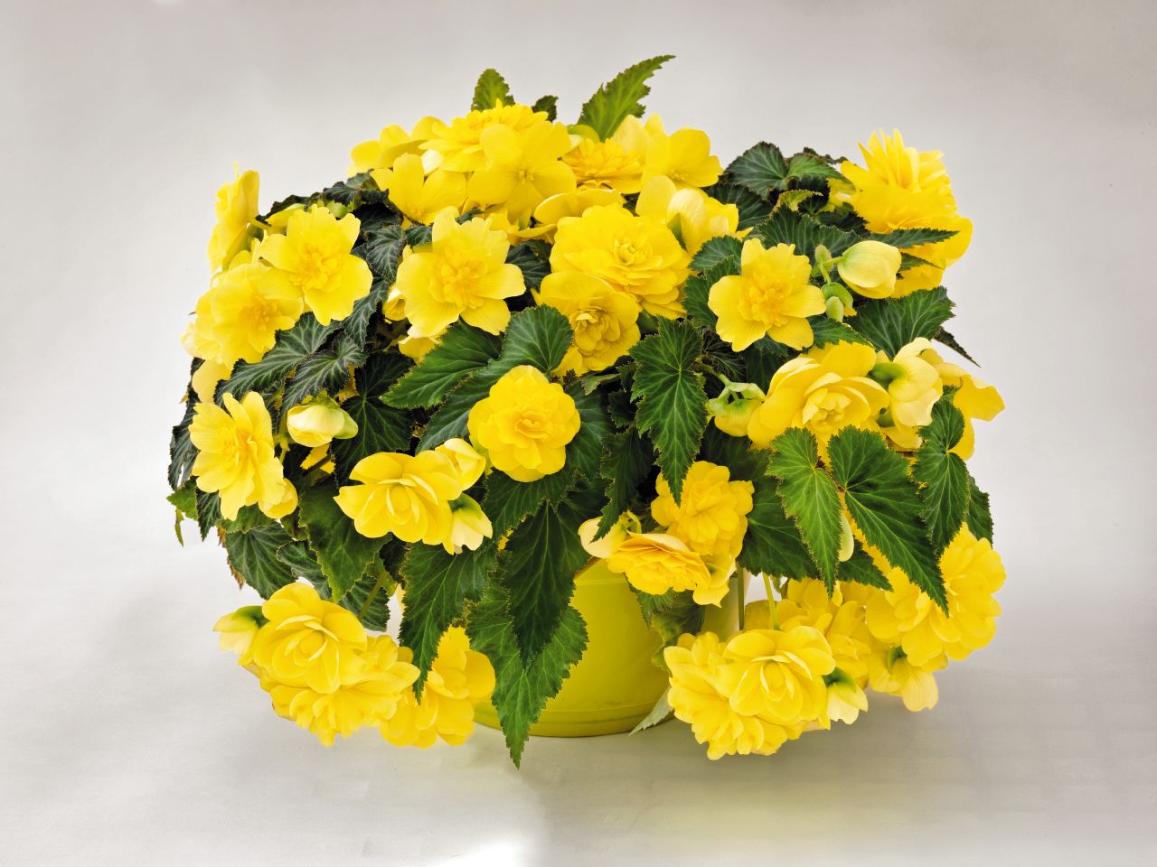 Begonia Seeds Nonstop Joy Yellow 15 Pelleted Seeds