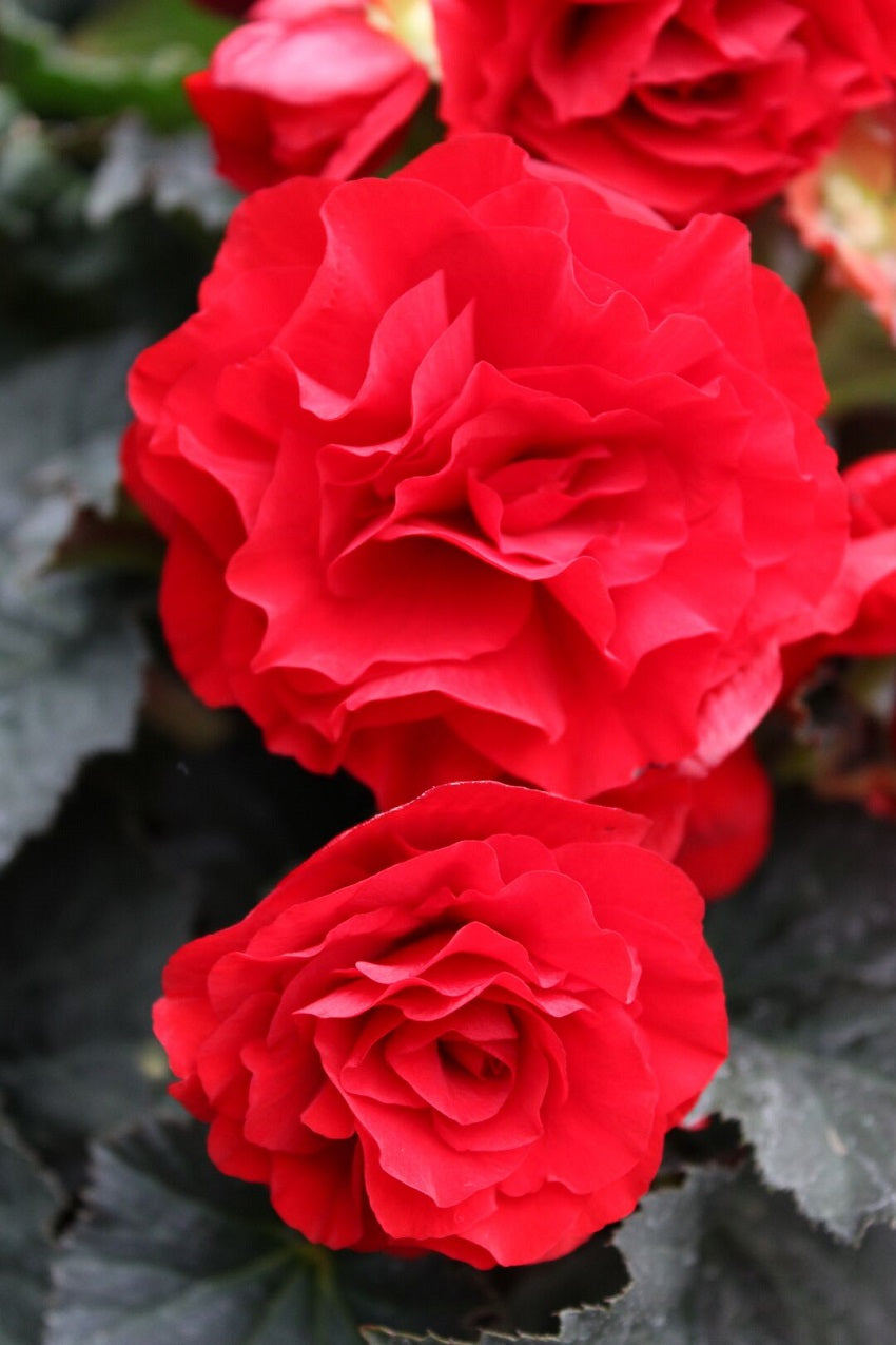 Trailing Begonia Seeds Limitless® Dark Red 15 Pelleted Seeds