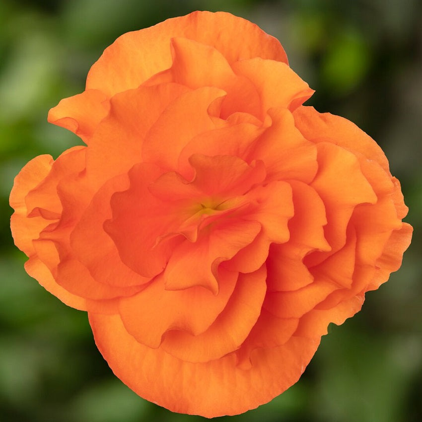 Trailing Begonia Seeds Limitless® Orange 15 Pelleted Seeds