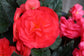 Trailing Begonia Seeds Limitless® Rose 15 Pelleted Seeds