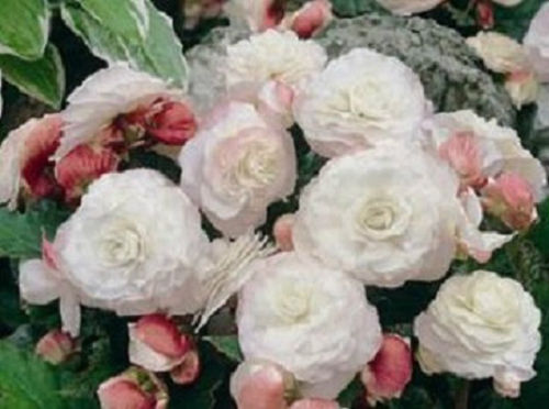 Pelleted Begonia Seeds Nonstop Appleblossom Bulk Seeds 15 thru 500 Seeds