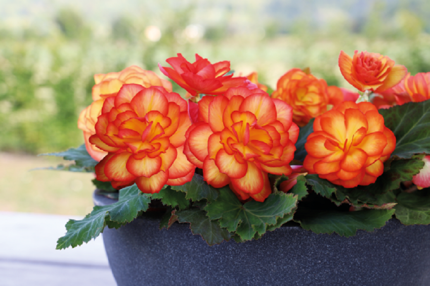 Begonia Nonstop Fire Begonia Seeds 15 Thru 500 Pelleted Seeds   Begonianonstopfire 